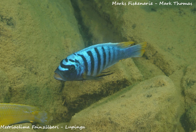 Maylandia fainzilberi 'Lupingu'